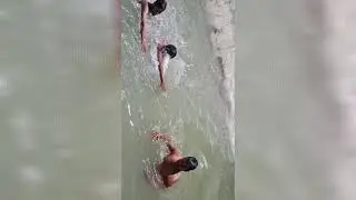 Village boys swimming in a running water, (canal)