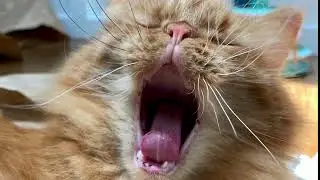 Boop Induced Zoomies Song