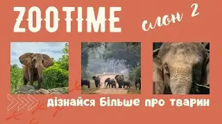 Чи вміє слон стрибати? | Зоотайм