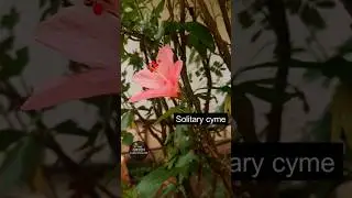 Solitary Cyme #inflorescence #morphology #botany #tutorial #science #students