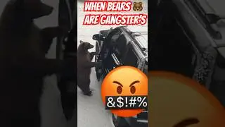 Gangster Bear 🐻 disrespectful 😂💯🤬🫡🐻🐻🐻