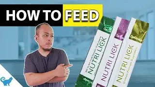Lickable Cat Treats: Finding the Perfect Feeding Method for Your Feline