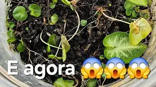 Nunca mais faça isso com seus bebês Caladium ⚠️⚠️⚠️
