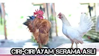 Perbedaan ayam Serama Asli Dengan Ayam Tema @RusmadiSoemadji #ciriayamseramaasli
