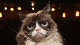Grumpy Cat, internet's most famous Cat, dies at age 7