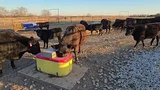 Feed and water time. 