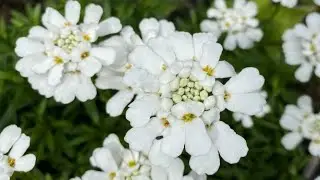 Candytuft, Iberis Sempervirens - In Blooms May 8, 2022