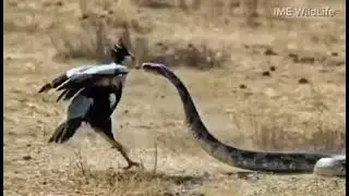 Epic Battle! Hawk vs Snake &mdash; Nature&rsquo;s Brutal Showdown#viral #shrots #ytshorts #shortfeed 