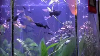 Jim's fish room update 