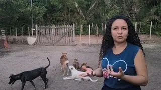 Atualização: afinal, o que aconteceu com os cachorros do nosso vizinho que morreu