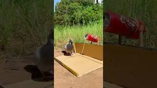 Really Beautiful Bird Trap - Trap Post #shorts