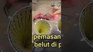 Cara memasang injap bubu belut ke paralon #belut #belutbabon