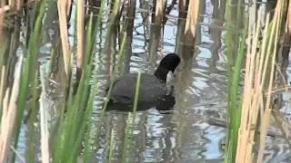 Coot swimming and feeding in the grassy water