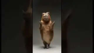 #рек #mem #funnyimages #funnypictures #капибара #пипипиу #ваще_смешно