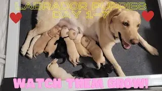 See How Fast a Puppy Grows - Labrador Puppies Grow Day 1 to 7