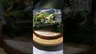 🌿✨ Mini monde dans un bocal ✨🌿J&rsquo;ai cr&eacute;&eacute; ce petit terrarium fa&ccedil;on for&ecirc;t enchant&eacute;e