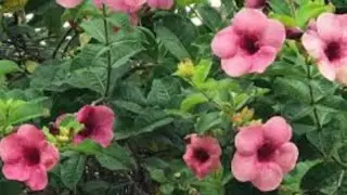 Características da Alamanda.