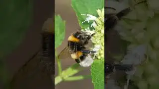 &sup3;Unlocking the Bee 🐝