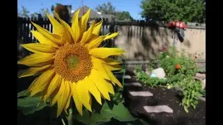 FREE HD Stock Images of Flowers/Plants