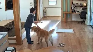 監視カメラで見た。事故の後遺症で悩むママの日常。【Golden Retriever japan】