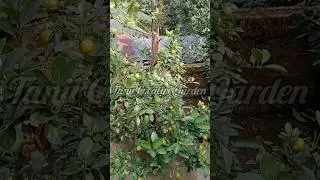 😍😍🍊 #youtube #creativegarden #tanjicreativegarden #garden #youtubeshorts #tree