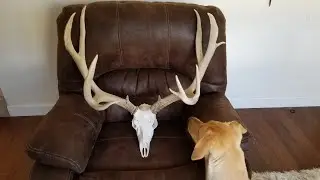 European skull mount. Monster shed antler set mounted with kit.