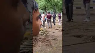Srp  group 7 celebrate dahihandi festival