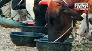 Modi Govt Wants Blanket Ban On Cow Slaughter