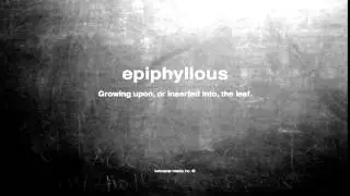 What does epiphyllous mean