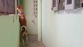 Love Honey #@SiriJyoti#dog #funny