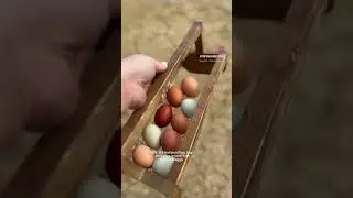 Happy National Egg Day! #homesteadinglife #eggbasket #farmfresheggs #eggs