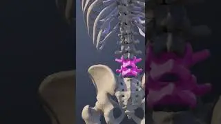 Functions of the L4 L5 Spinal Motion Segment