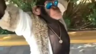 monkey drip