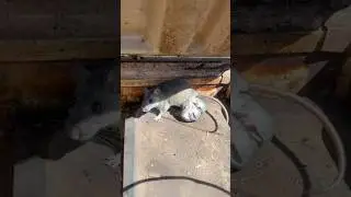Мы нашли забавных и очаровательных спрятанных существ в Алабаме! #животные #природа #милыеживотны...