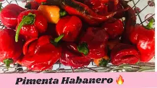 Como fazer CONSERVA BAIANA DA PIMENTA HABANERO VERMELHA 🔥🌶🔥🌶🔥🌶🔥🌶🔥🌶