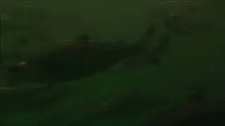 Adult Coho Salmon at Warm Springs Fish Hatchery
