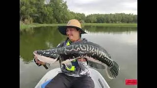 Casting SnakeHead With Spinnerbait Toman Spinnerbait