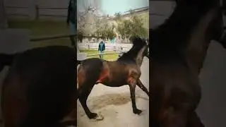 ❤️ Demetrio runner #cavallo #sanfratellano #catania