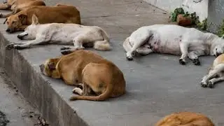 Street Dogs ko Barish me apne Gher me Jgah de !! Bad geele ho gye Stray Dogs ke 🥹 !! Cute puppies !!