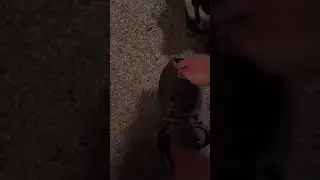 Shox Destruction Part 2