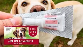 Как применять средство от блох и клещей K9 Advantix для собак!