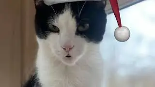 Cat9
