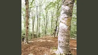 The Deserted Forest