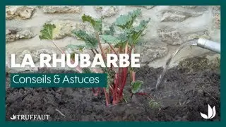 La rhubarbe g&eacute;ante 'Victoria' - Truffaut