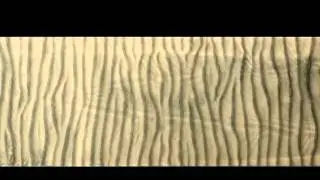 Dynamics of Wave-Generated Sand Ripples