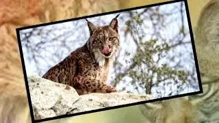Animales en v&iacute;a de extinci&oacute;n lince ib&eacute;rico | Brav&iacute;ssimo