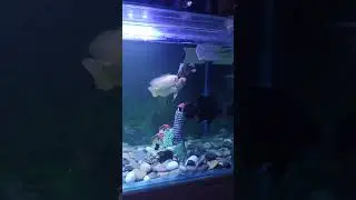 Comment ❤️ if you like my aquarium #aquaticworld #fish #exoticaquariumfish #aquarium #fishaquarium
