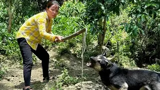 Venomous snakes intrude the farm, harvesting papaya flower, clearing around the farm
