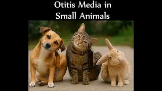 Otitis Media in Small Animals