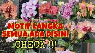 ANGGREK BULAN MOTIF LANGKA || RARE VARIETY PHALAENOPSIS